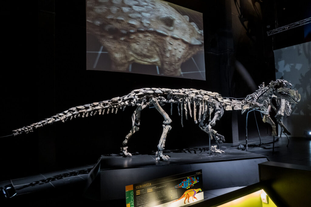 Europelta Carbonensis en el museo de Dinópolis Teruel