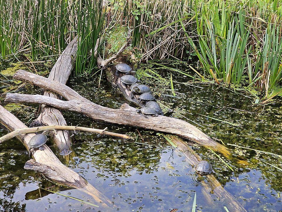 7 tortugas de estanques