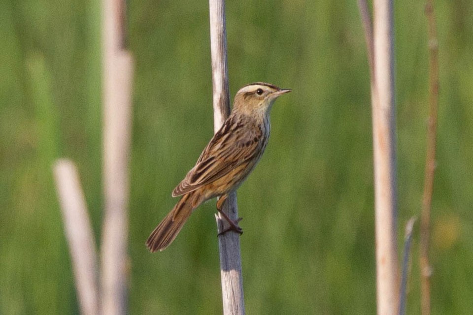 Pájaro Acrocephalus Paludicola en humedales